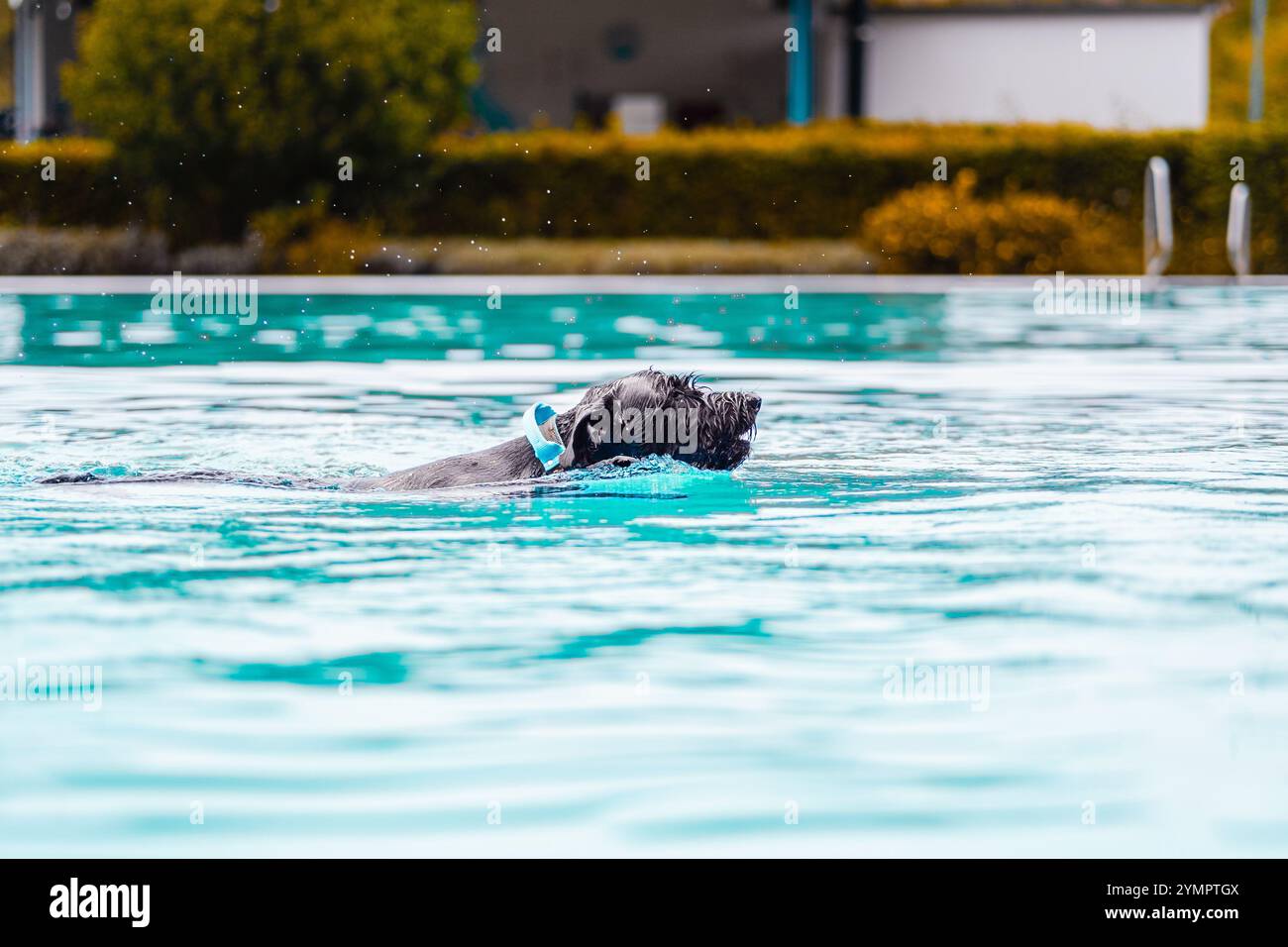 Lo Schnauzer gigante nuota in una piscina blu cristallina tenendo la testa sopra l'acqua, mostrando gioia e libertà in una giornata di sole. Perfetto per animali domestici, natura e l Foto Stock
