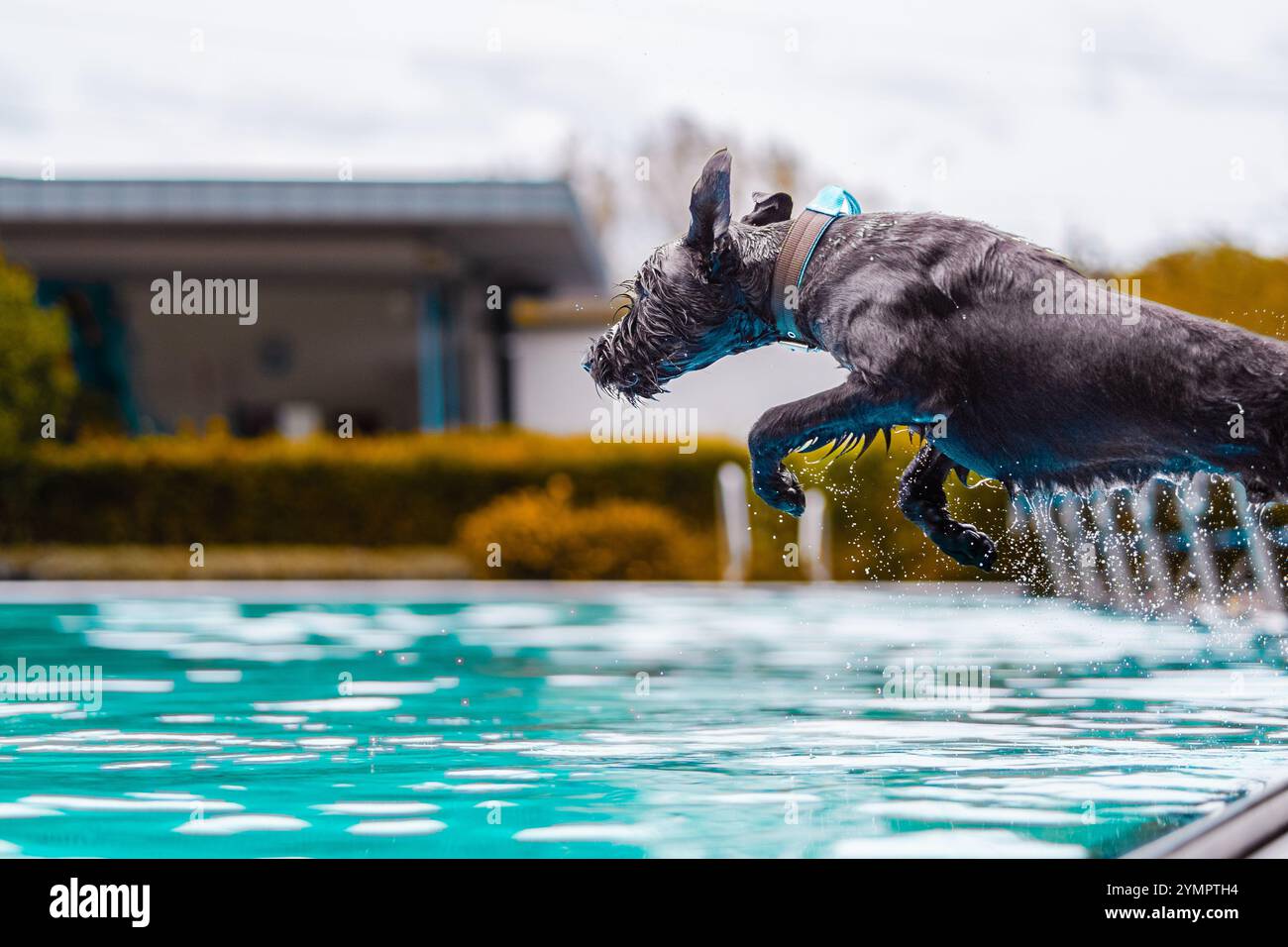 Un vivace cane Schnauzer salta in una piscina limpida, catturando l'emozione e la gioia di un'assolata giornata di gioco all'aperto. Foto Stock