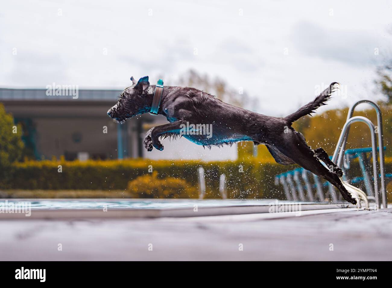Un vivace cane nero salta entusiasticamente in una piscina, con gocce d'acqua che volano nell'aria, mostrando la sua natura giocosa ed energica. Foto Stock