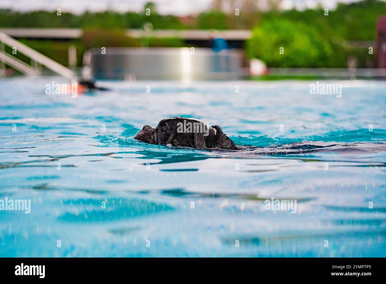 Il cane nero nuota in una limpida piscina all'aperto e goditi una giornata di sole circondato da una vegetazione lussureggiante. Cattura l'essenza della libertà giocosa e del divertimento estivo. Foto Stock