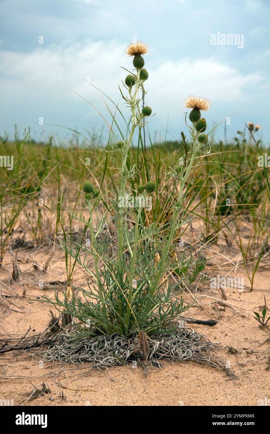 Pitcher's thistle (Cirsium pitcheri), Dune Thistle, Grand Marais Sand Dune, Pictured Rocks National Lakeshore, Michigan, USA, di James D Coppinger/De Foto Stock