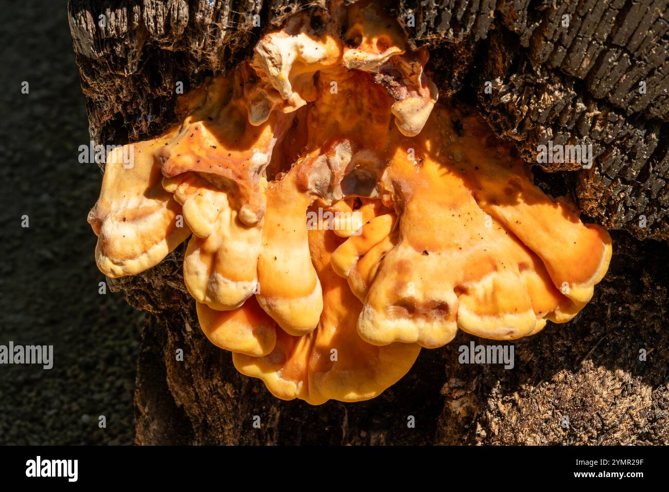 Fungo da staffa che cresce su un tronco di albero in decadenza in autunno, immagine fotografica di funghi Foto Stock