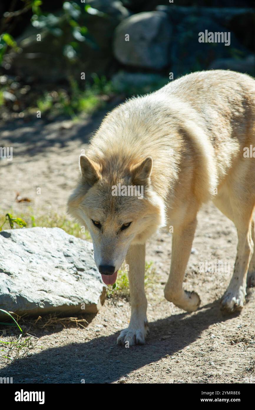 Un lupo in cattività (Canus lupus) pattuglia il recinto presso l'International Wolf Center di Ely, Minnesota, Stati Uniti. Foto Stock