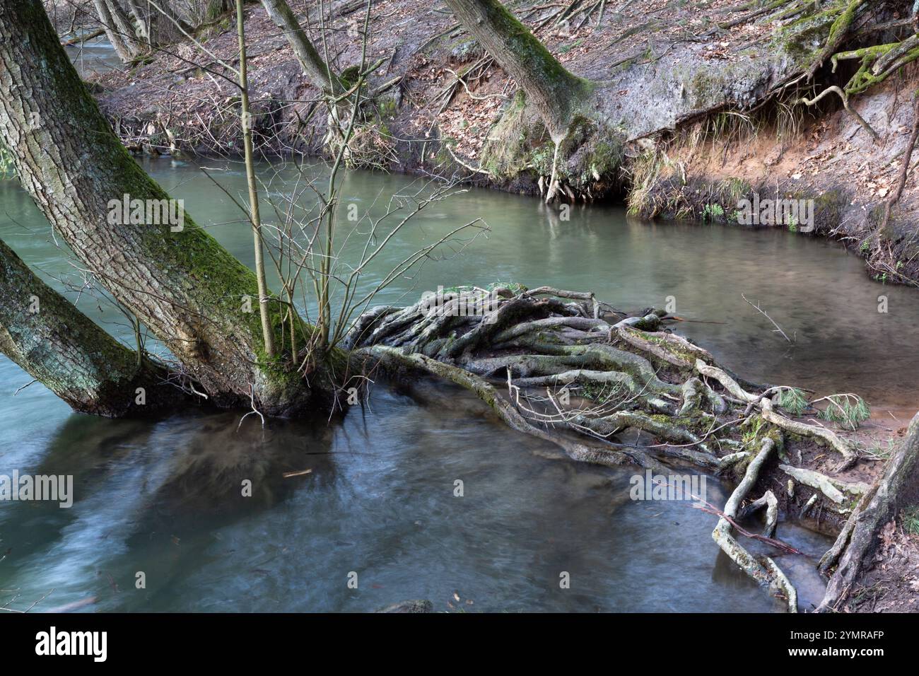 Le radici degli alberi esposte sporgono da un fiume nella foresta. Foto Stock