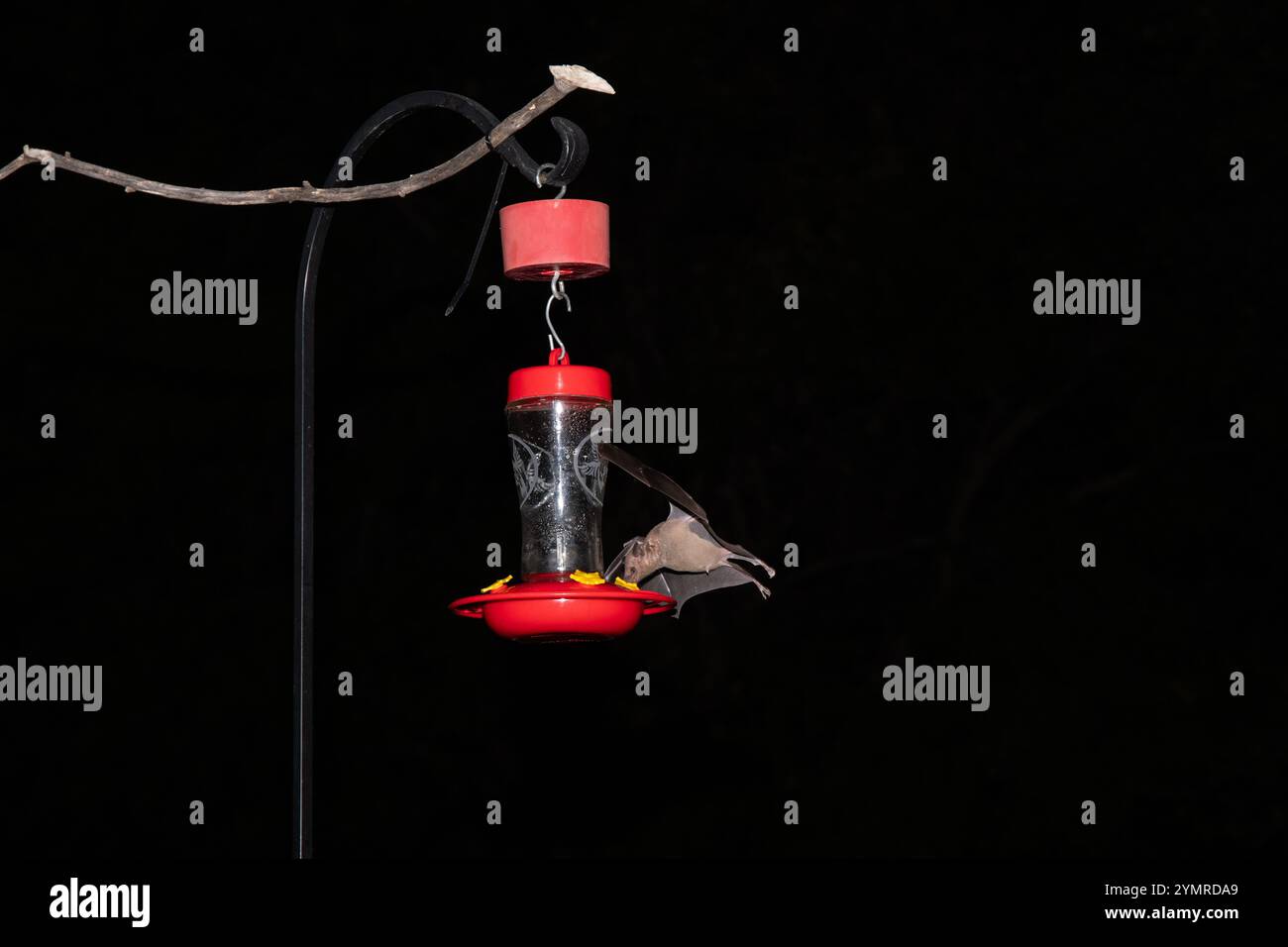 Pipistrello dal naso lungo minore (Leptonycteris curasaoae yerbabuenae) vs. Pipistrello messicano dai toni lunghi (Choeronycteris mexicana) all'alimentazione dei colibrì Foto Stock