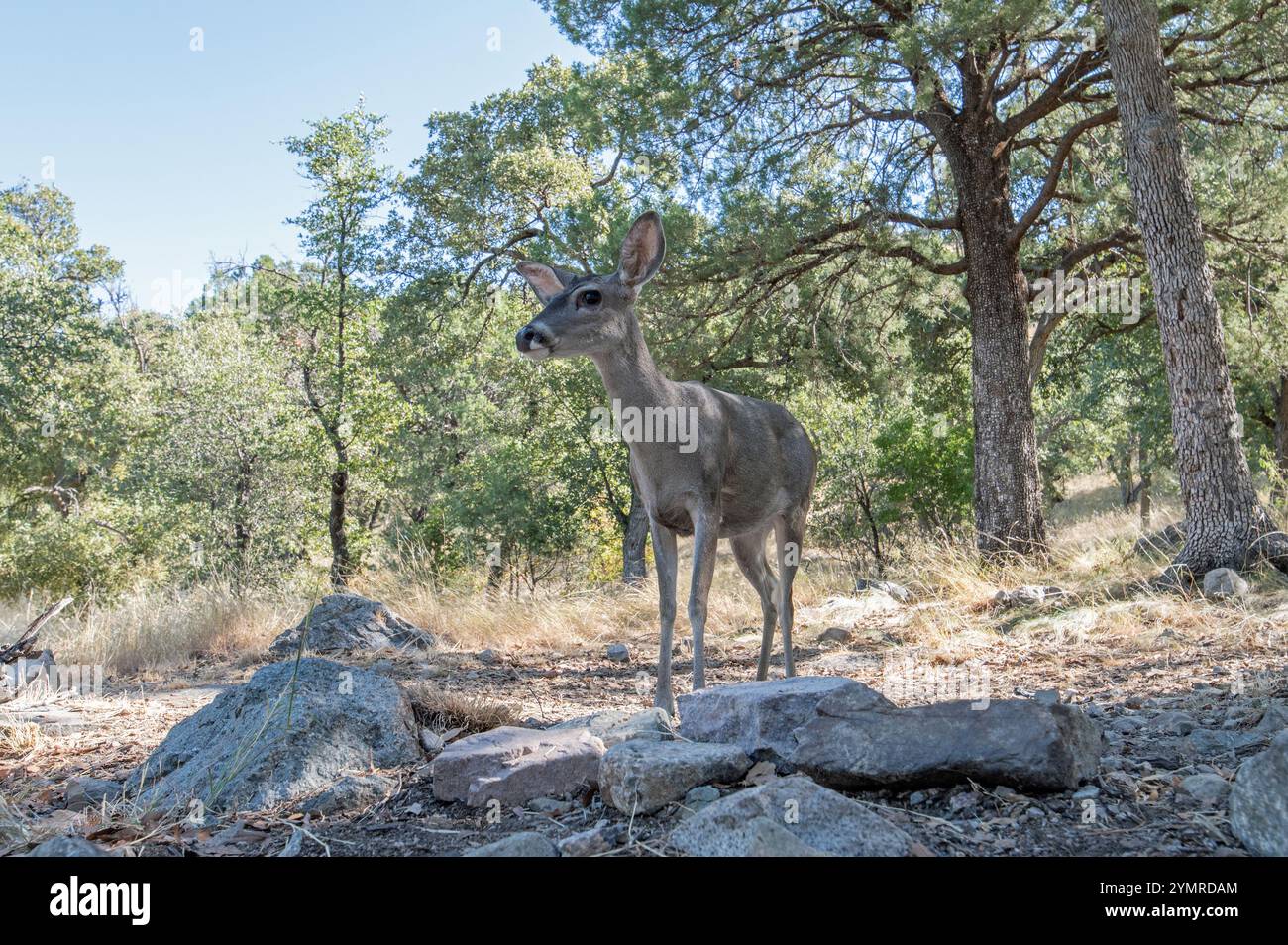 Coues Cervo dalla coda bianca (Odocoileus virginianus couesi) Foto Stock