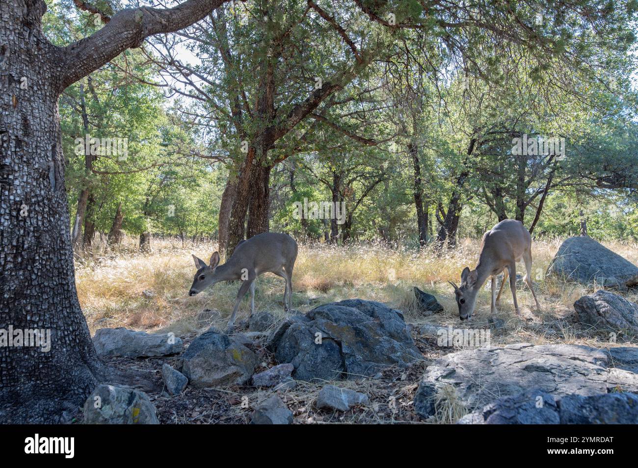 Coues Cervo dalla coda bianca (Odocoileus virginianus couesi) Foto Stock
