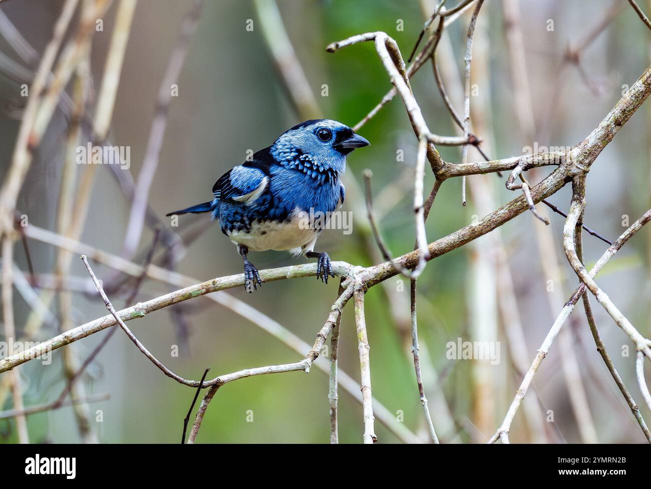 Un Tanager dalla pancia bianca (Tangara brasiliensis) arroccato su un ramo nella foresta. Espírito Santo, Brasile. Foto Stock