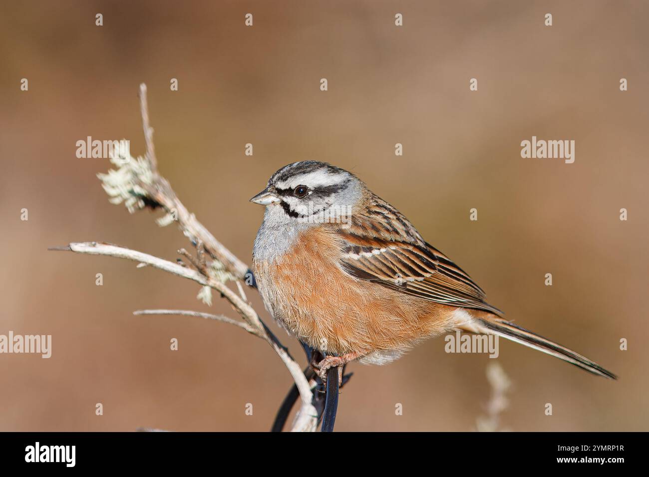 Grigia-throated Escriber o cia con il nome scientifico di (Emberiza cia). Piccolo uccello appollaiato su un ramo di un cespuglio. Foto Stock
