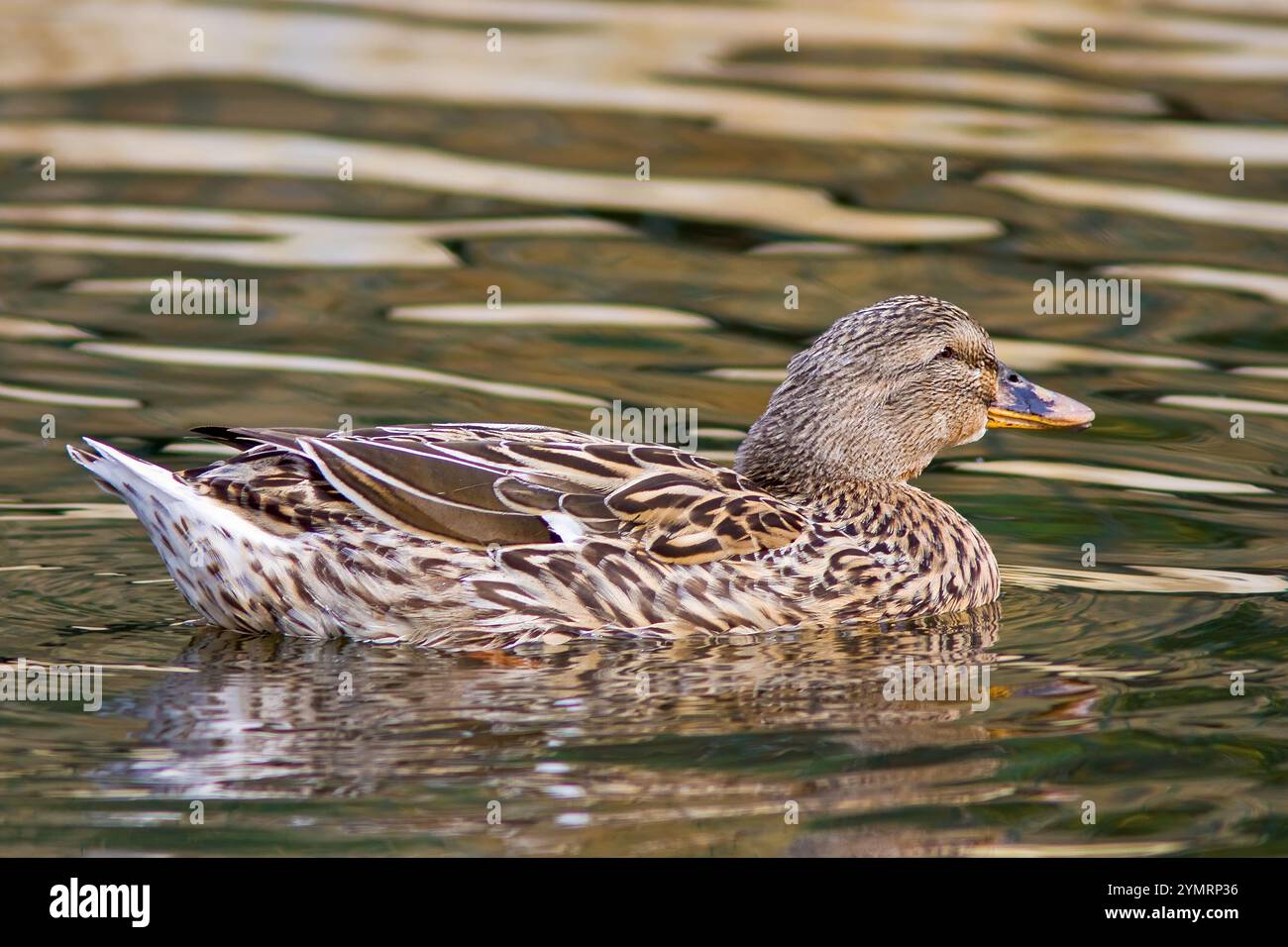 Anatra Mallard con il nome scientifico di (Anas platyrhynchos). Un'anatra femmina che nuota in un lago. Foto Stock