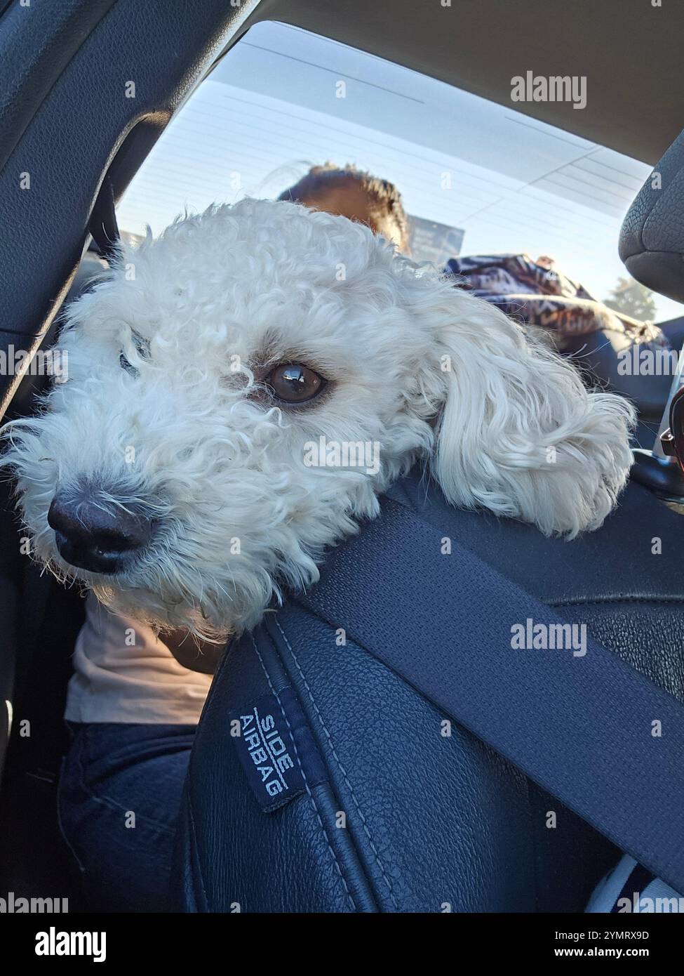 Adorabile cane bianco soffice appoggiato sul seggiolino durante un viaggio in auto soleggiato. Ideale per viaggi con animali domestici, viaggi in auto con animali e senza pensieri - Immagine stock catturata con smartphone