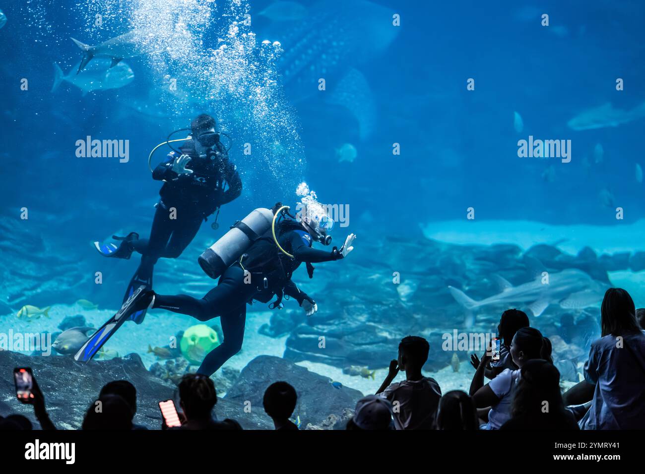 I subacquei del Georgia Aquarium nuotano con gli squali balena e altre forme di vita marina nell'Ocean Voyager, mentre osservano gli ospiti ad Atlanta, Georgia. Foto Stock