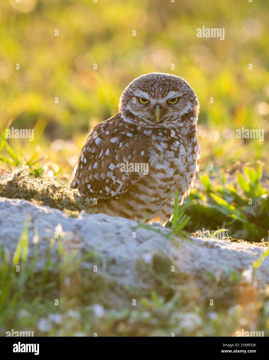 Gufo scavato (Athene cunicularia) al nido. Cape Coral, Florida. Foto Stock