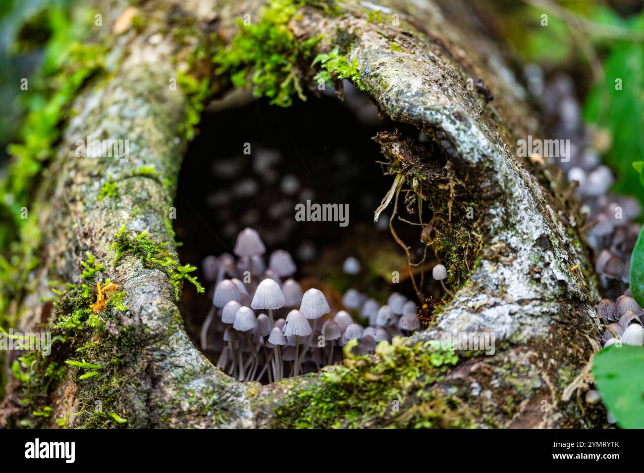 Ammassi di funghi Fairy Inkcap (Coprinellus disseminatus) che crescono all'interno di un buco d'albero nella foresta. Espírito Santo, Brasile. Foto Stock