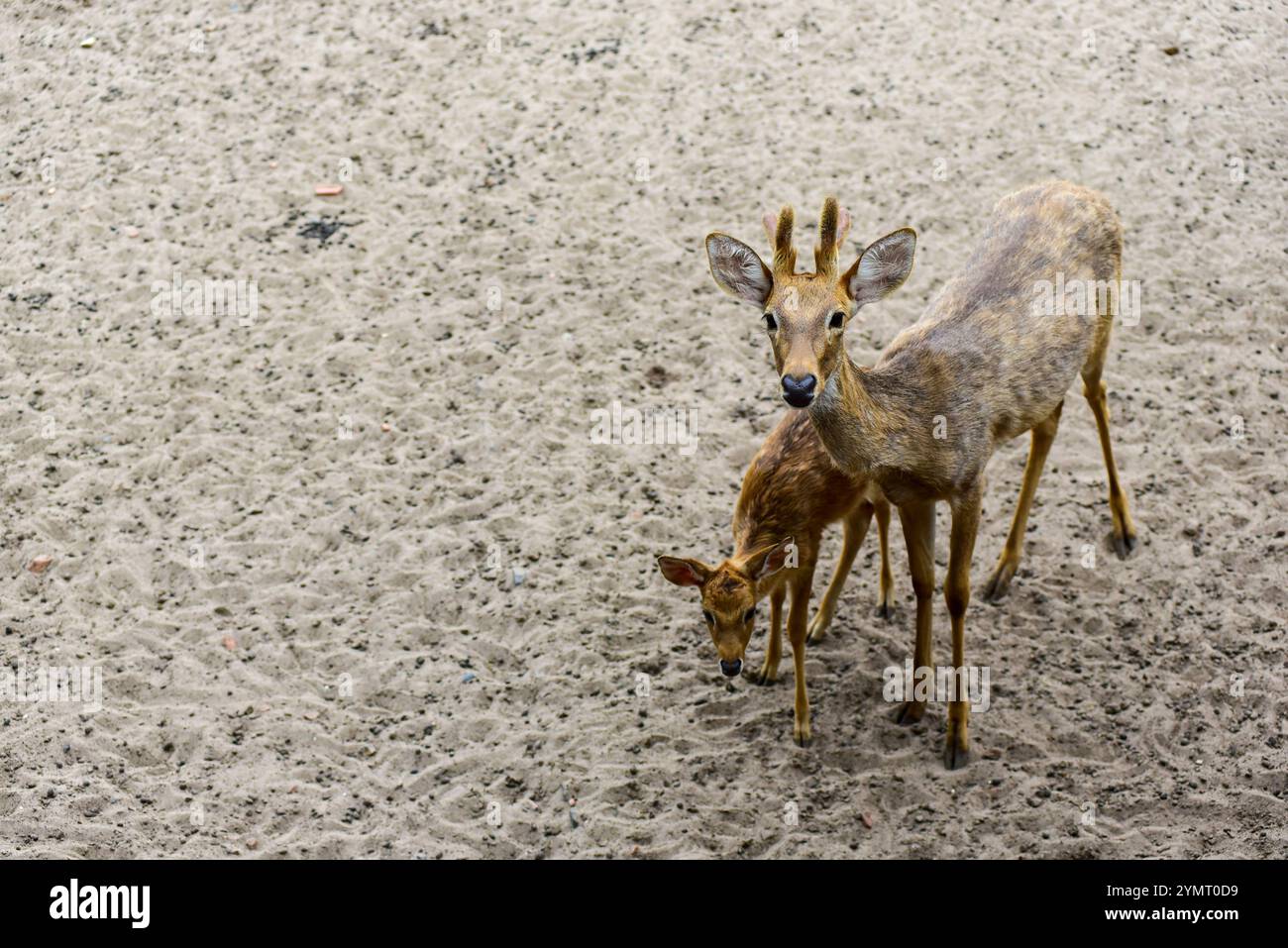 Due cervi in piedi nella sabbia. Uno è più grande dell'altro. Il cervo più grande guarda la telecamera Foto Stock