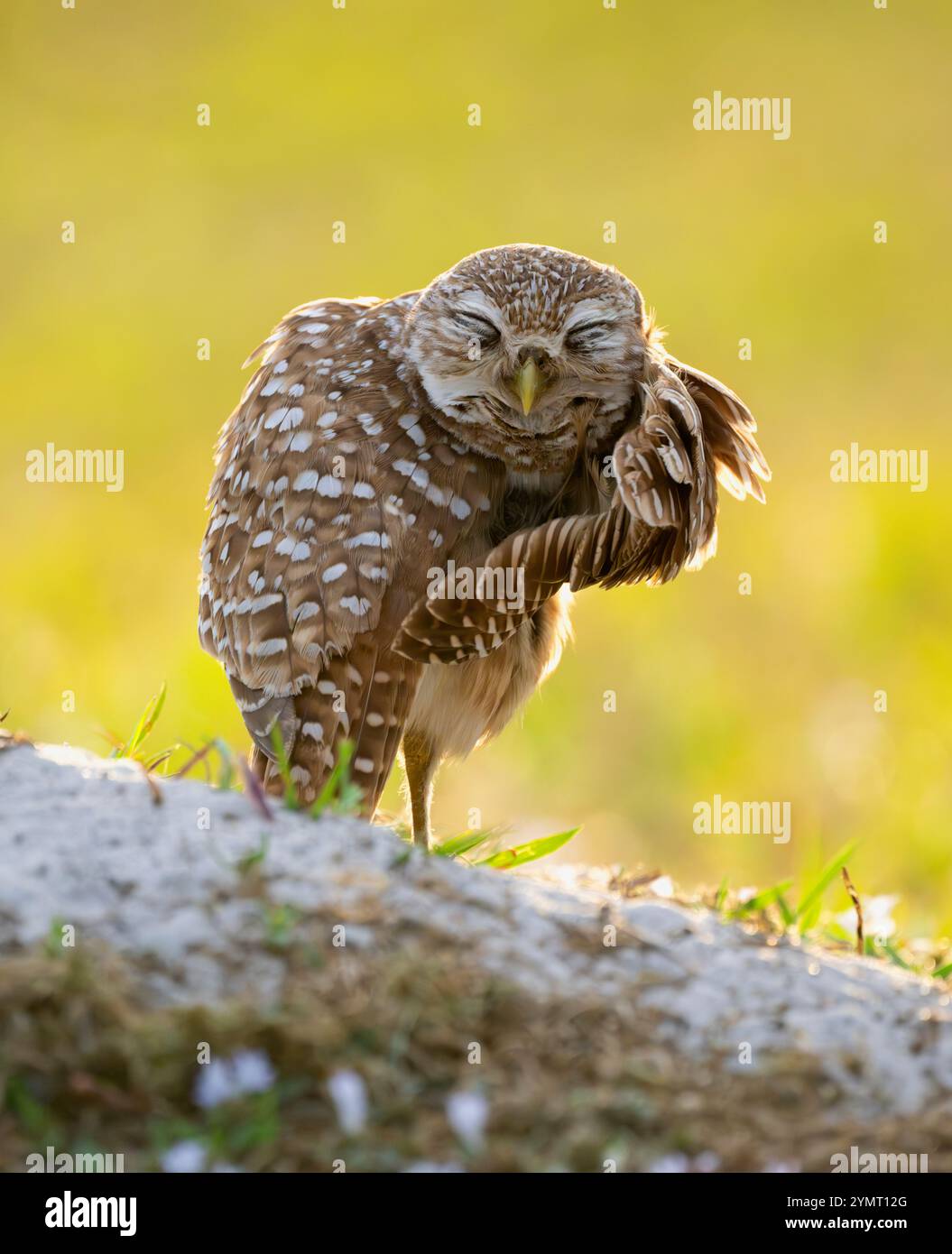 Gufo scavato (Athene cunicularia) al nido. Cape Coral, Florida. Foto Stock