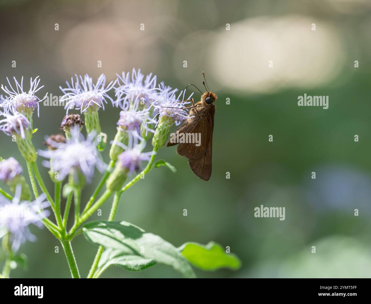 Una farfalla bruna di Ocola skipper, Panoquina ocola, che si nutre di una pianta di fiori di filo interdentale comune, Chromolaena odorata. Foto Stock