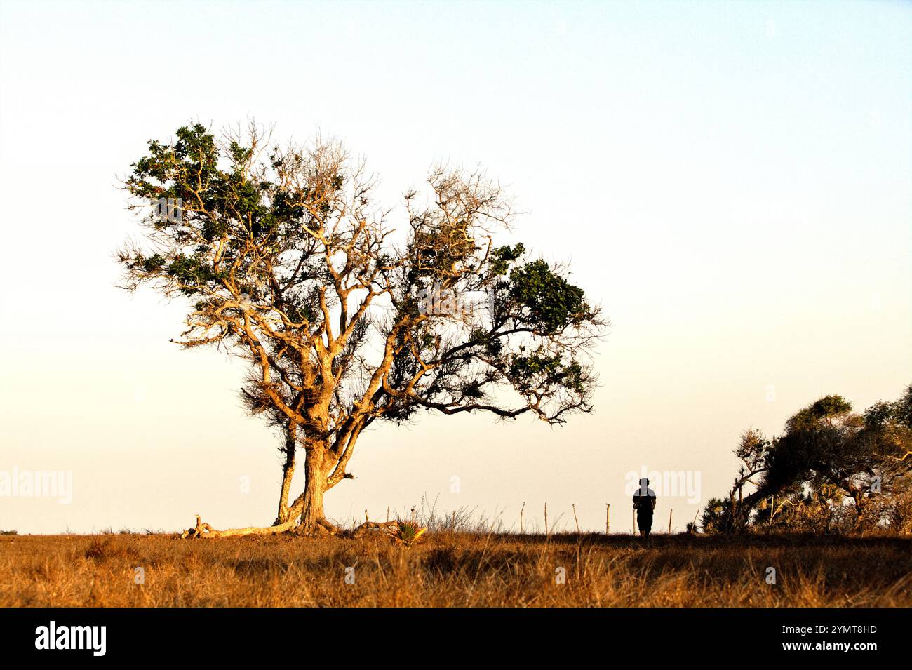 Un uomo che cammina sulla prateria asciutta dove un grande albero sta crescendo vicino alla spiaggia londa Lima a Kanatang, Sumba orientale, Nusa Tenggara orientale, Indonesia. Foto Stock