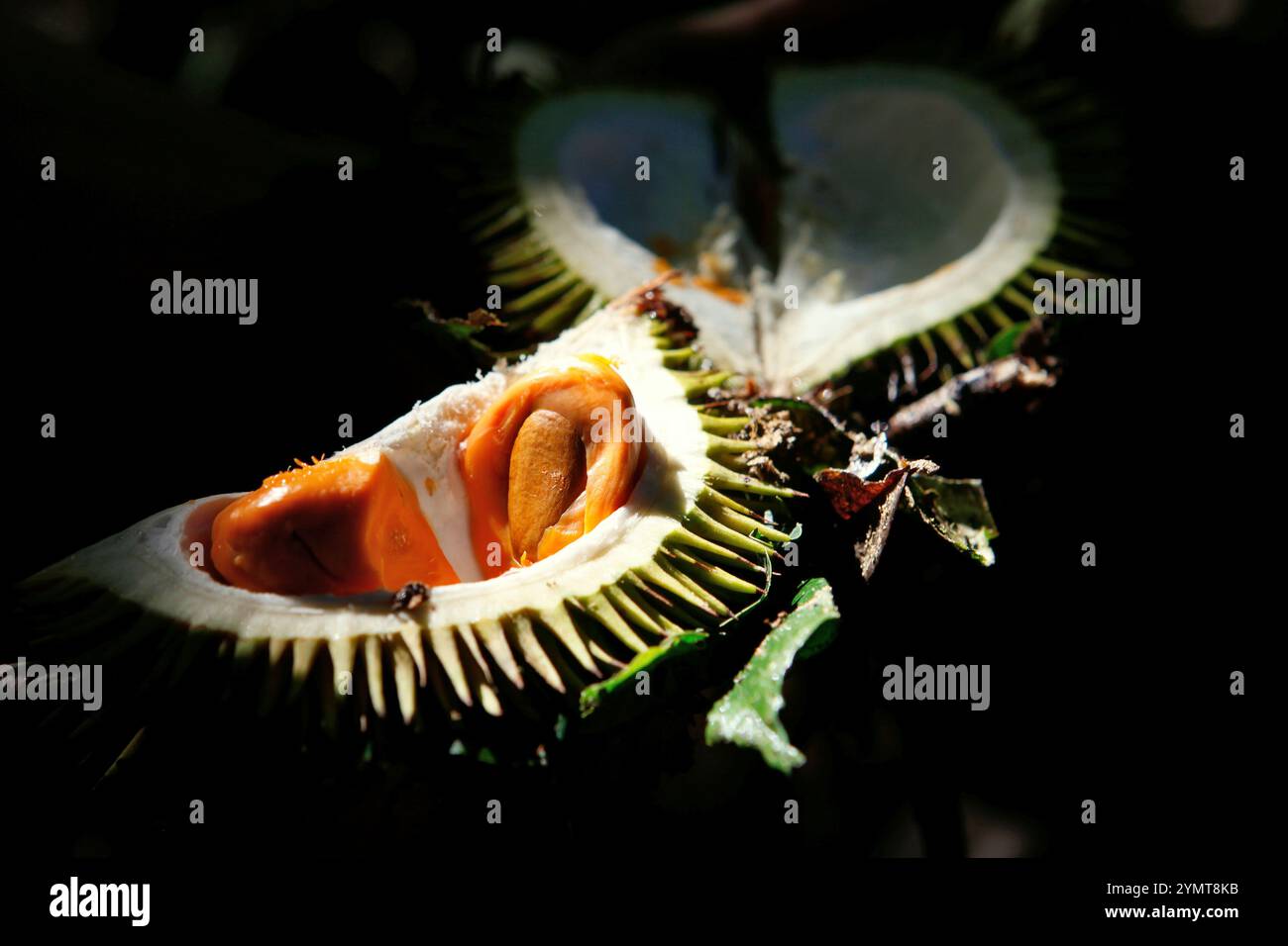 Durian rosso (specie non identificata) appena raccolto nella foresta, a Sungai Utik, Kapuas Hulu, Kalimantan occidentale, Indonesia. Foto Stock