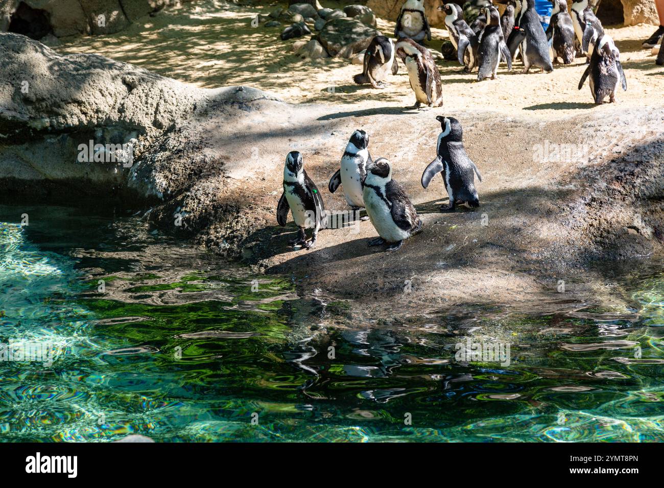 I pinguini africani si riuniscono vicino all'acqua nel loro recinto allo zoo per bambini di Fort Wayne, Indiana, USA. Foto Stock