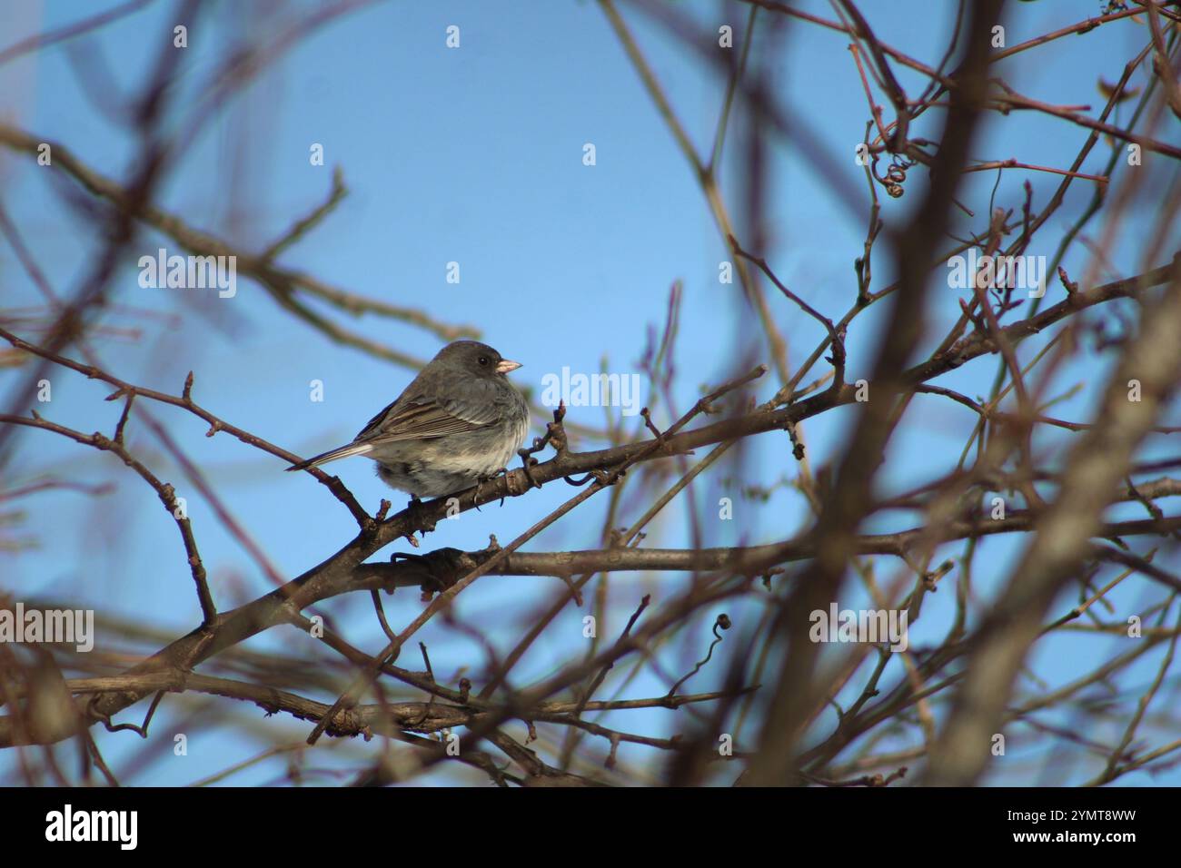 Junco dagli occhi scuri (Junco hyemalis) nell'Illinois settentrionale. Foto Stock