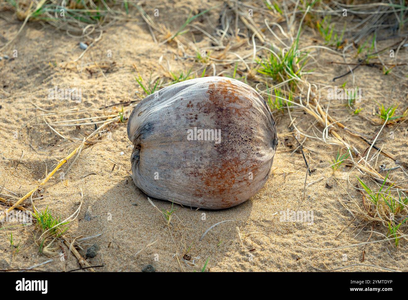 Una noce di cocco fresca stesa sul terreno Foto Stock