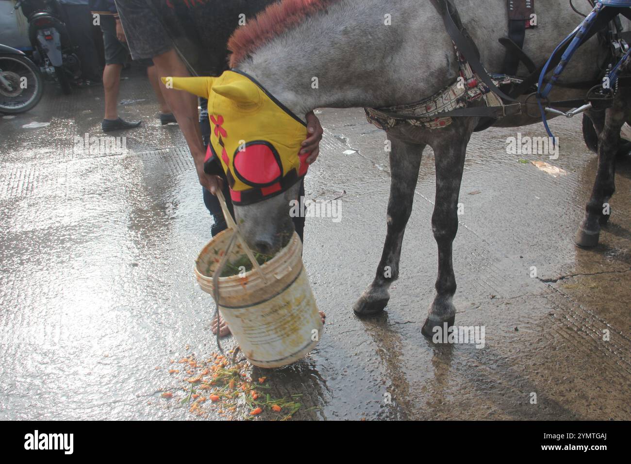 Il cavallo che tira la carrozza sta mangiando mentre riposa. Foto Stock