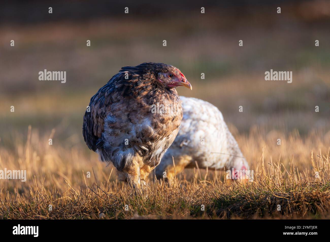 brown hen su un prato vicino a una fattoria biologica Foto Stock