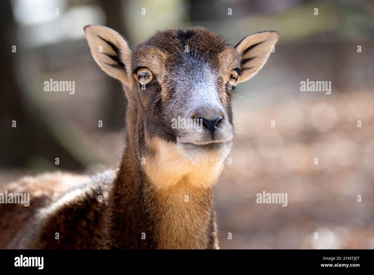 mouflon femminile che guarda direttamente la fotocamera, evidenziando pelliccia morbida e un'espressione delicata e curiosa Foto Stock