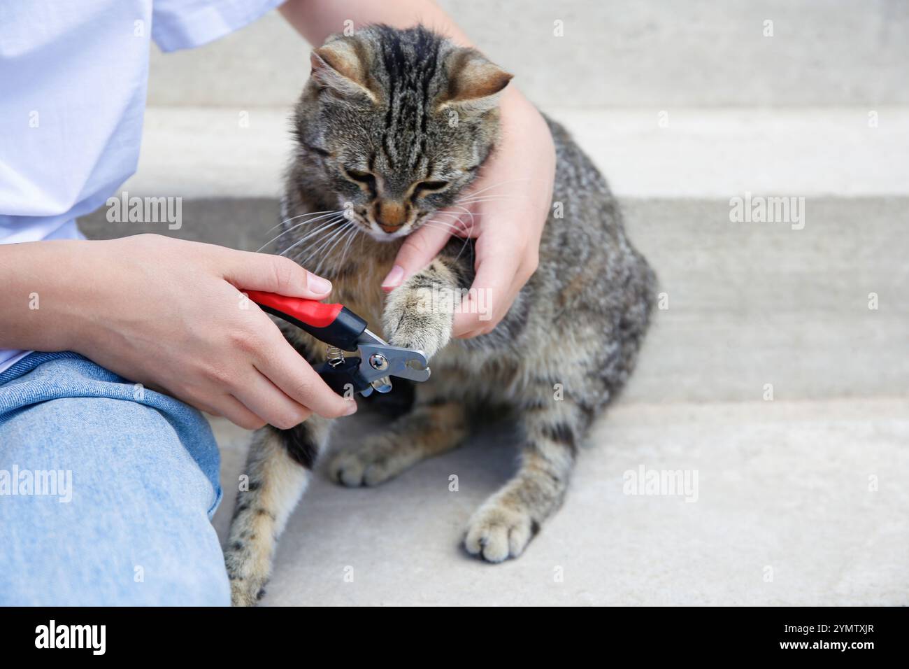 Una donna taglia gli artigli di un gatto con un tagliaruole. Foto Stock