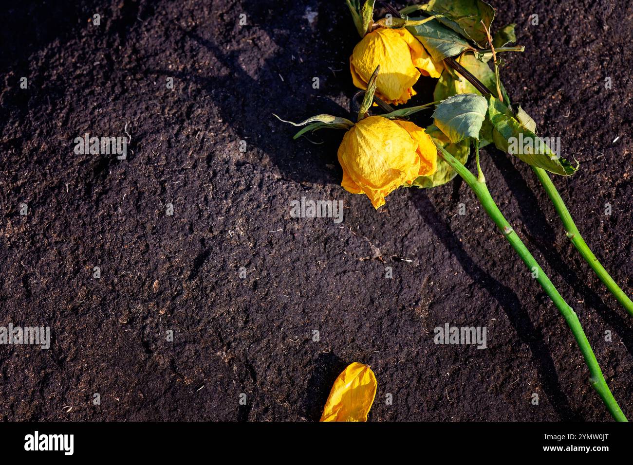 Rose gialle su terra di roccia, fiori morti secchi morenti sulla tomba, concetto di dolore della morte Foto Stock