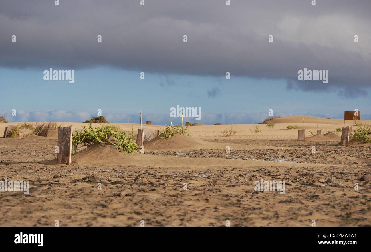 Barriere speciali per recinzioni per le piante dell'ecosistema di conservazione delle dune di Maspalomas, Gran Canaria. Riserva naturale per proteggere la pianta di Traganum Moquinii, whic Foto Stock