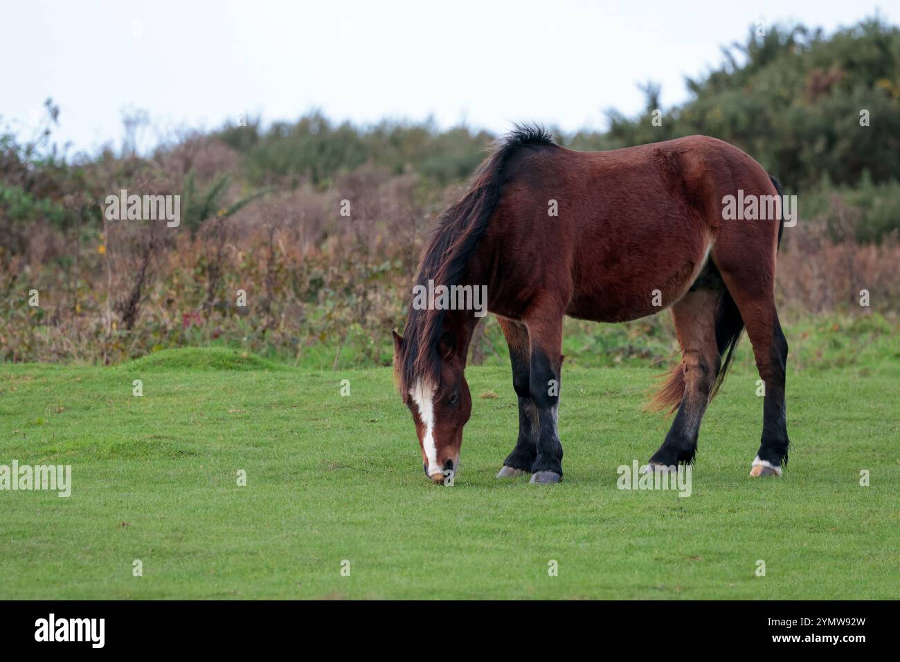 pony sull'anello di Cissbury dalla nuova foresta dal 2016, i pony semi-selvatici al pascolo aiutano a controllare la crescita della vegetazione sulle praterie calcaree di conservazione Foto Stock