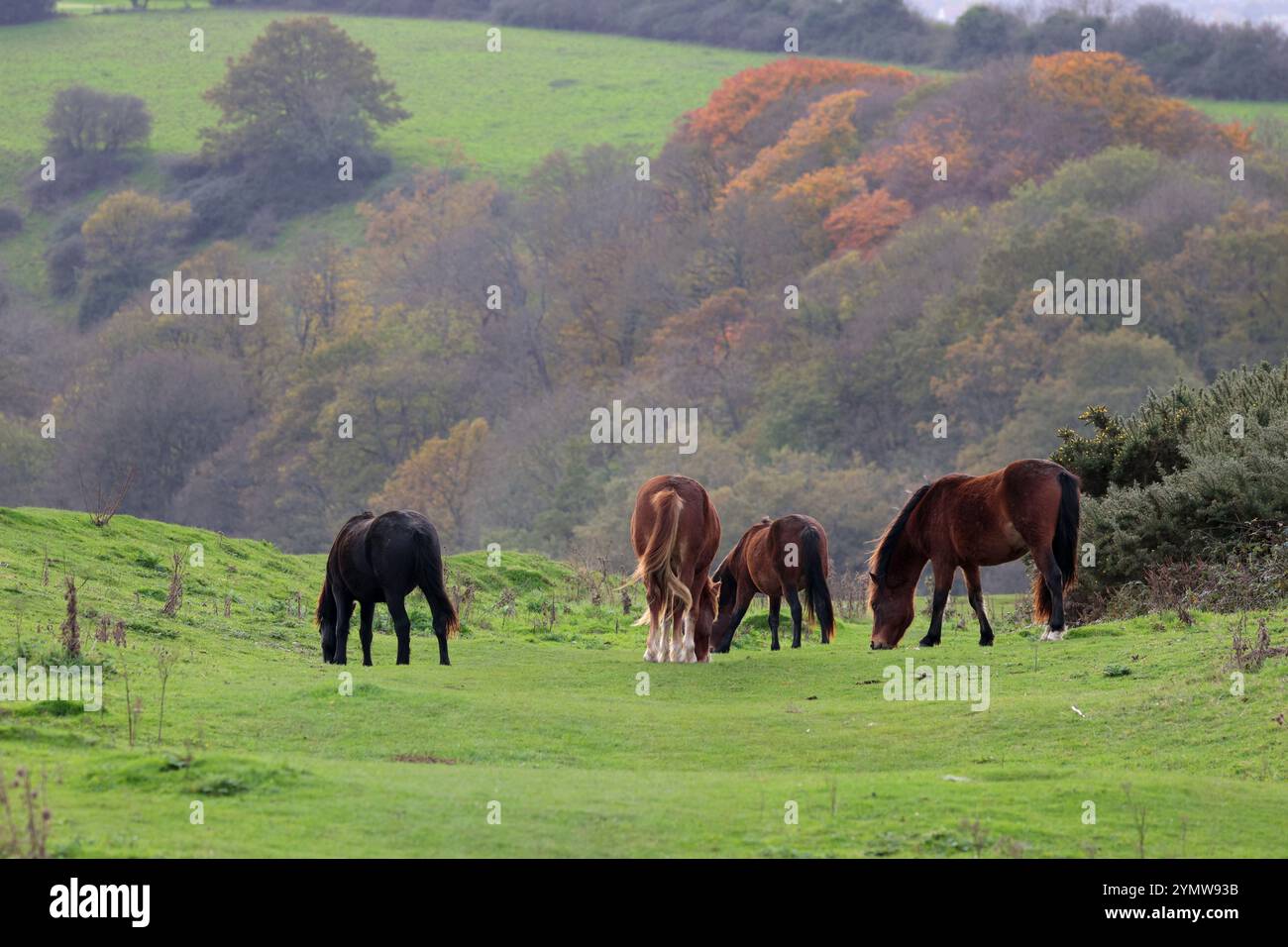 Pony sull'anello di Cissbury dalla nuova foresta dal 2016, pony semi-selvatici al pascolo aiutano a controllare la crescita della vegetazione sulle praterie calcaree di conservazione Foto Stock