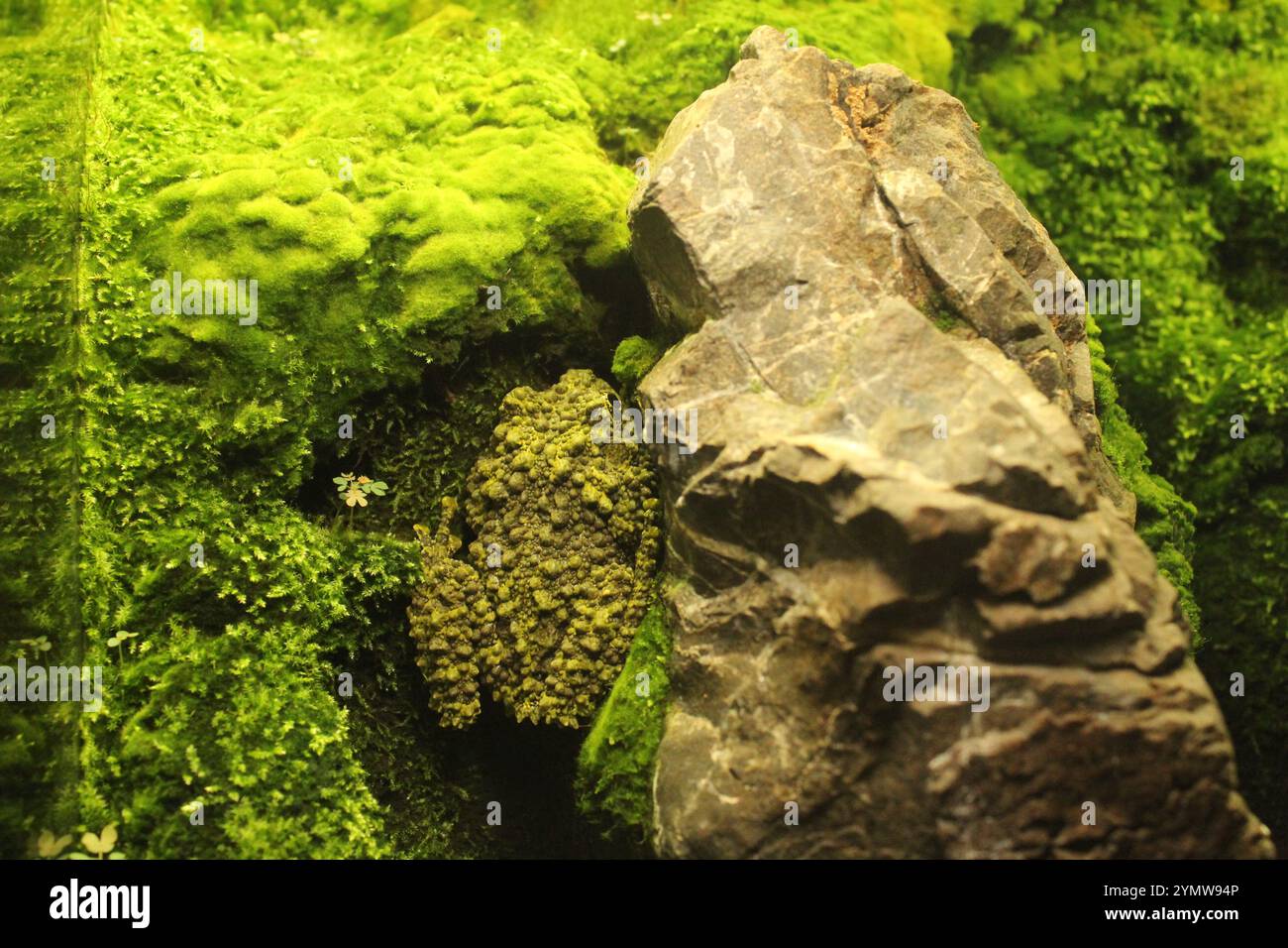 Il Theloderma corticale è un animale anfibio seduto su una roccia vicino al muschio. Animali in natura. Foto Stock