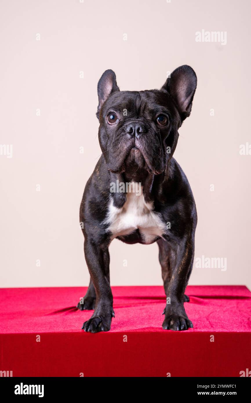 Primo piano ritratto in studio di un cucciolo Bulldog francese nero in piedi e guardando la fotocamera Foto Stock Primo piano ritratto in studio di un cucciolo Bulldog francese nero in piedi e guardando la fotocamera Foto Stock