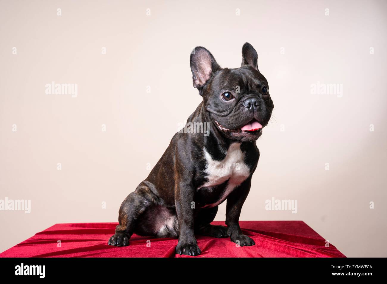 Primo piano ritratto in studio di un cucciolo Bulldog francese nero in piedi e guardando la fotocamera Foto Stock Primo piano ritratto in studio di un cucciolo Bulldog francese nero in piedi e guardando la fotocamera Foto Stock