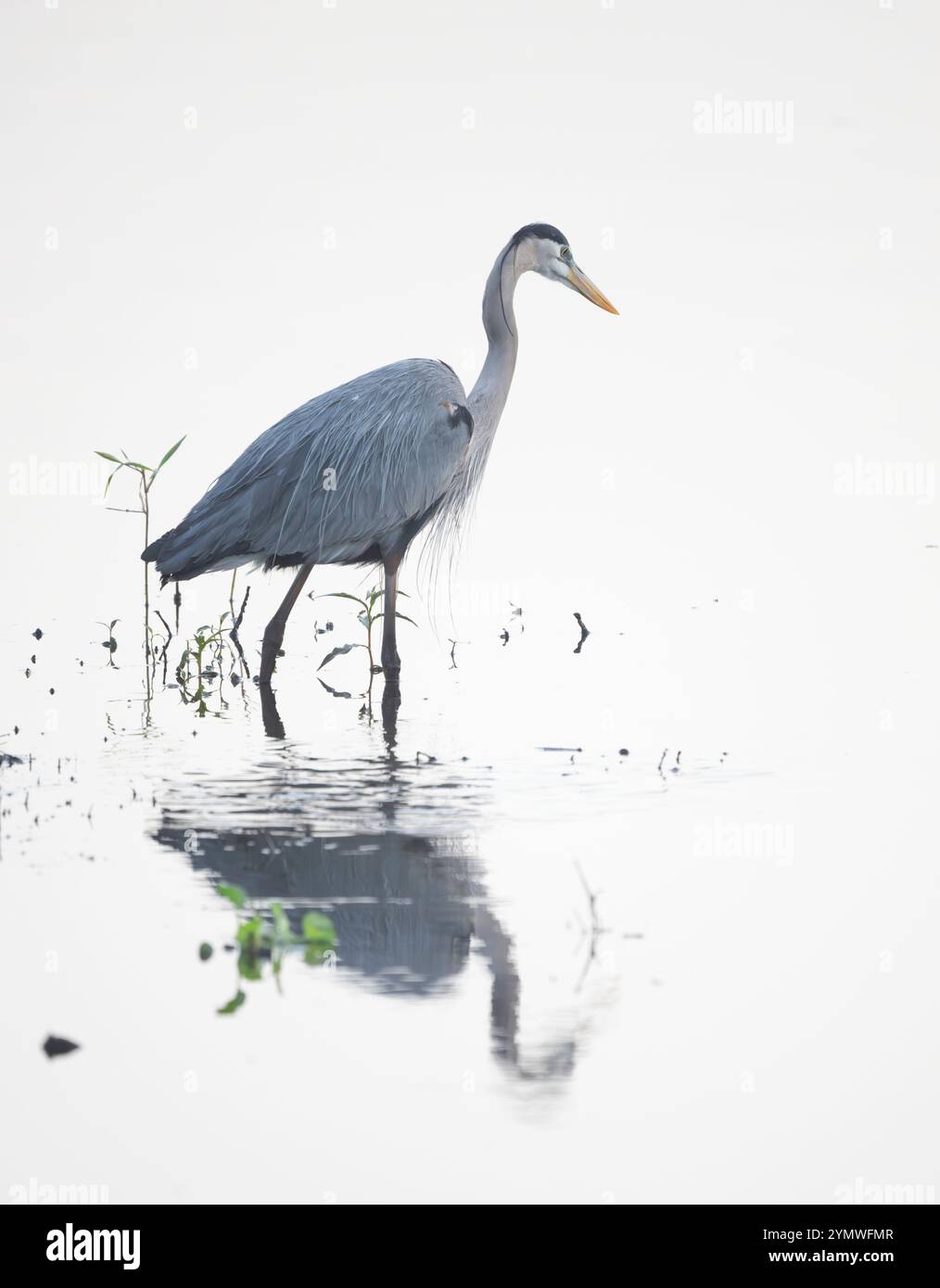 Grande Erone Blu (Ardea herodias). Marzo nel Myakka River State Park, Florida. Foto Stock