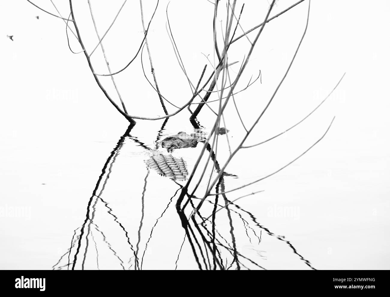 Alligatore americano (A. missippiensis). Marzo nel Myakka River State Park, Florida. Foto Stock