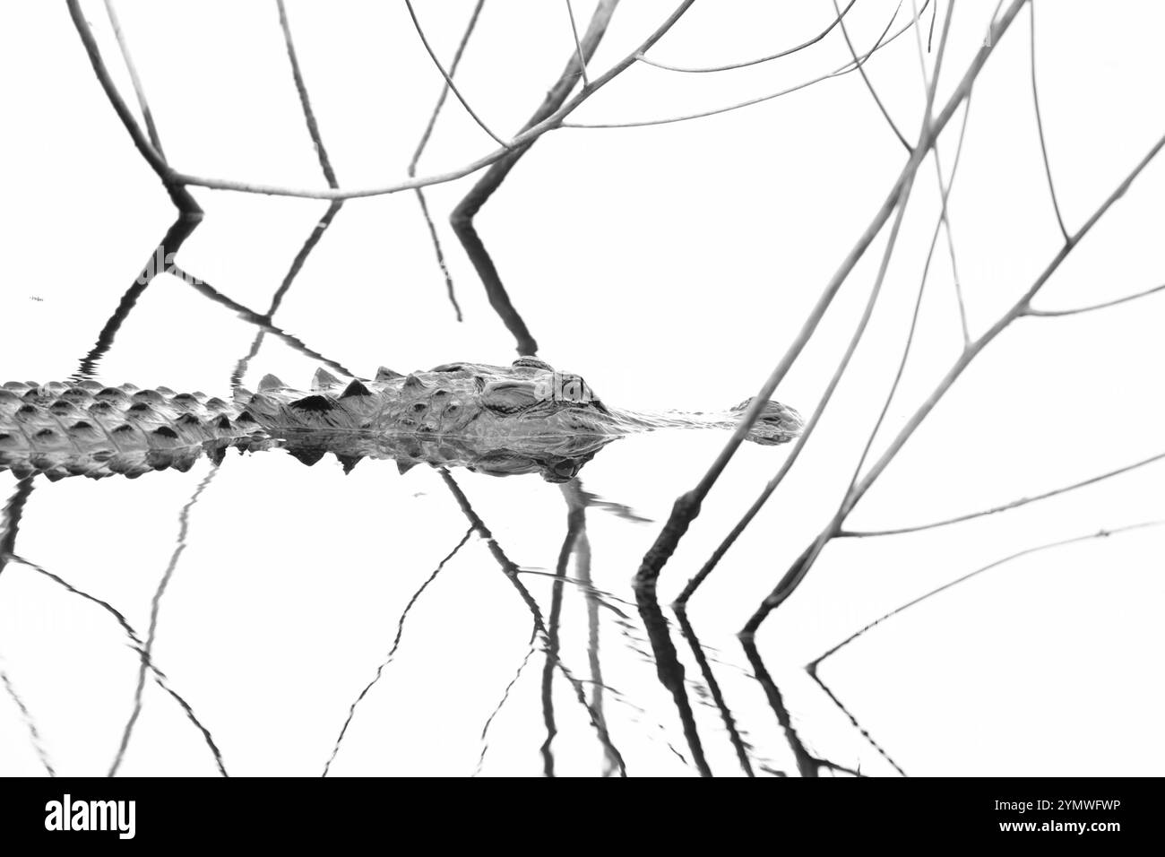 Alligatore americano (A. missippiensis). Marzo nel Myakka River State Park, Florida. Foto Stock