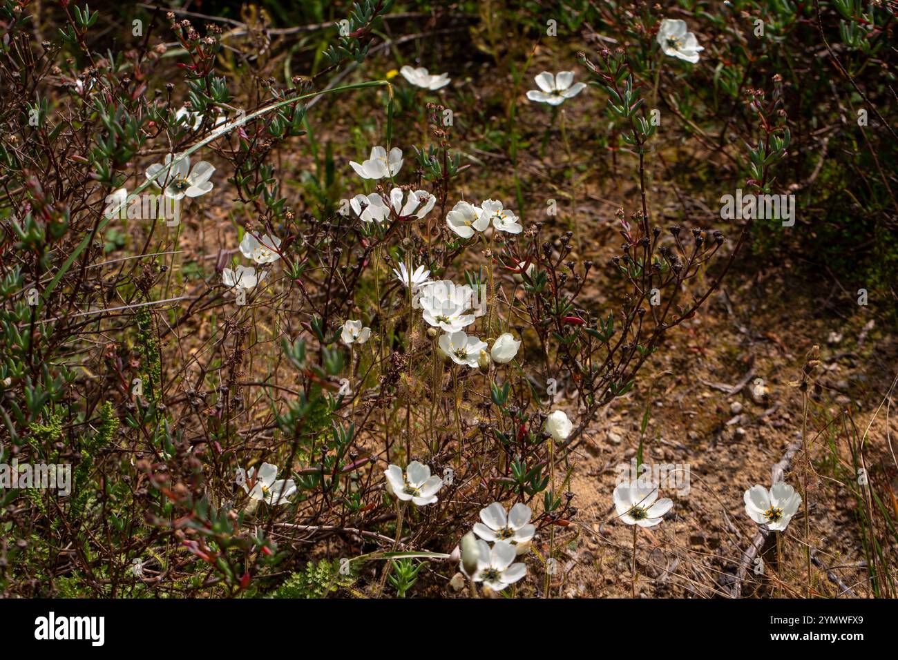 Piante carnivore: Gruppo di D. cistiflora in fiore bianco in habitat naturale Foto Stock