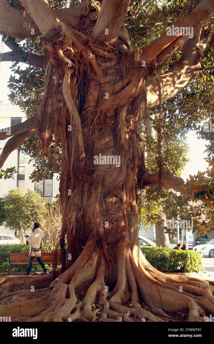 Nardò, Italia. Gli alberi magnolioidi ficus di Piazza Diaz. Foto Stock