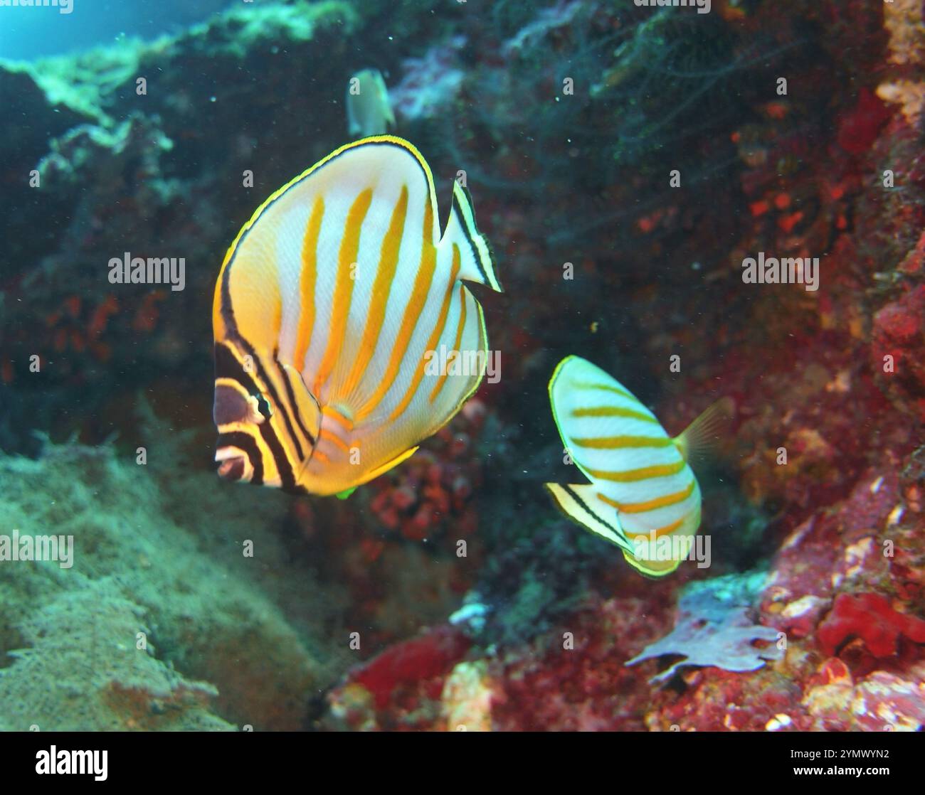 Butterflyfish, Deep Sea Exploration 2025. I pesci farfalla sono un gruppo di pesci marini tropicali della famiglia Chaetodontidae Foto Stock