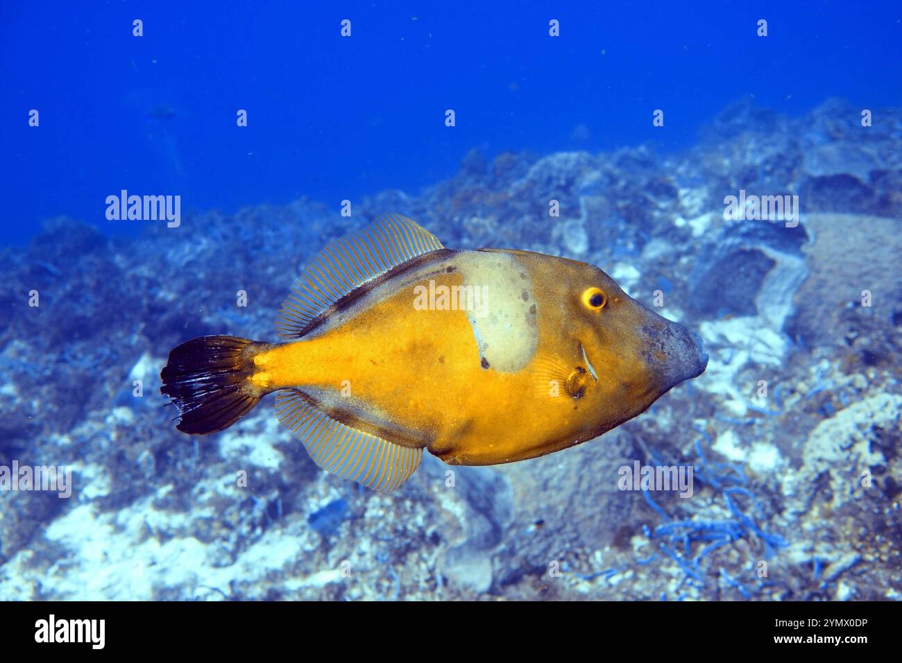 Filefish, Deep Sea Exploration 2025. I pesci figlioli sono una famiglia diversificata di pesci marini tetraodontiformi da tropicali a subtropicali, noti anche come Foto Stock