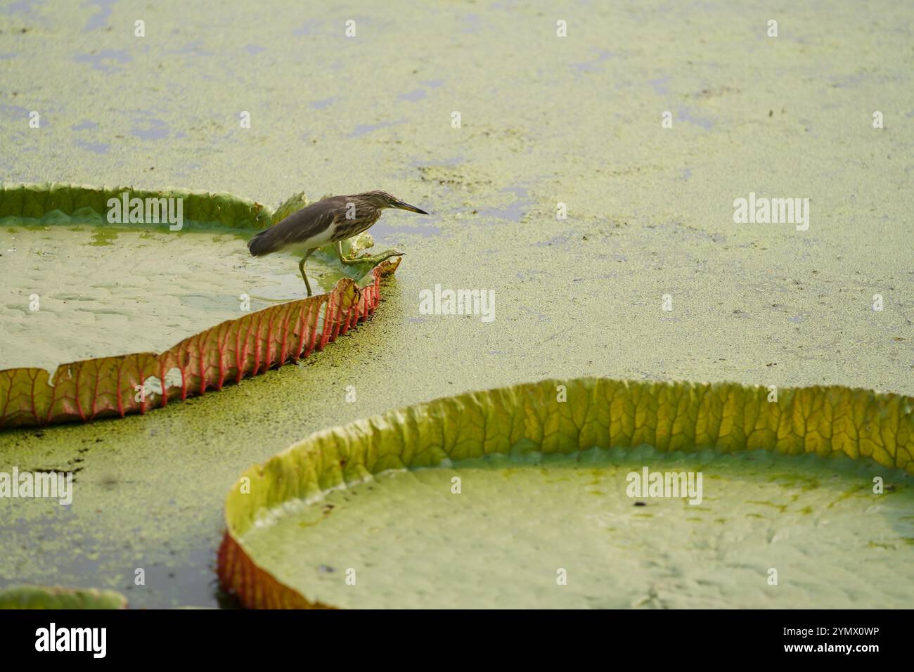 Un'egretta si erge graziosamente su una foglia gigante della più grande ninfea d'acqua del mondo, Victoria amazonica, al Giardino Botanico di Kolkata, in cerca di pesce. Foto Stock
