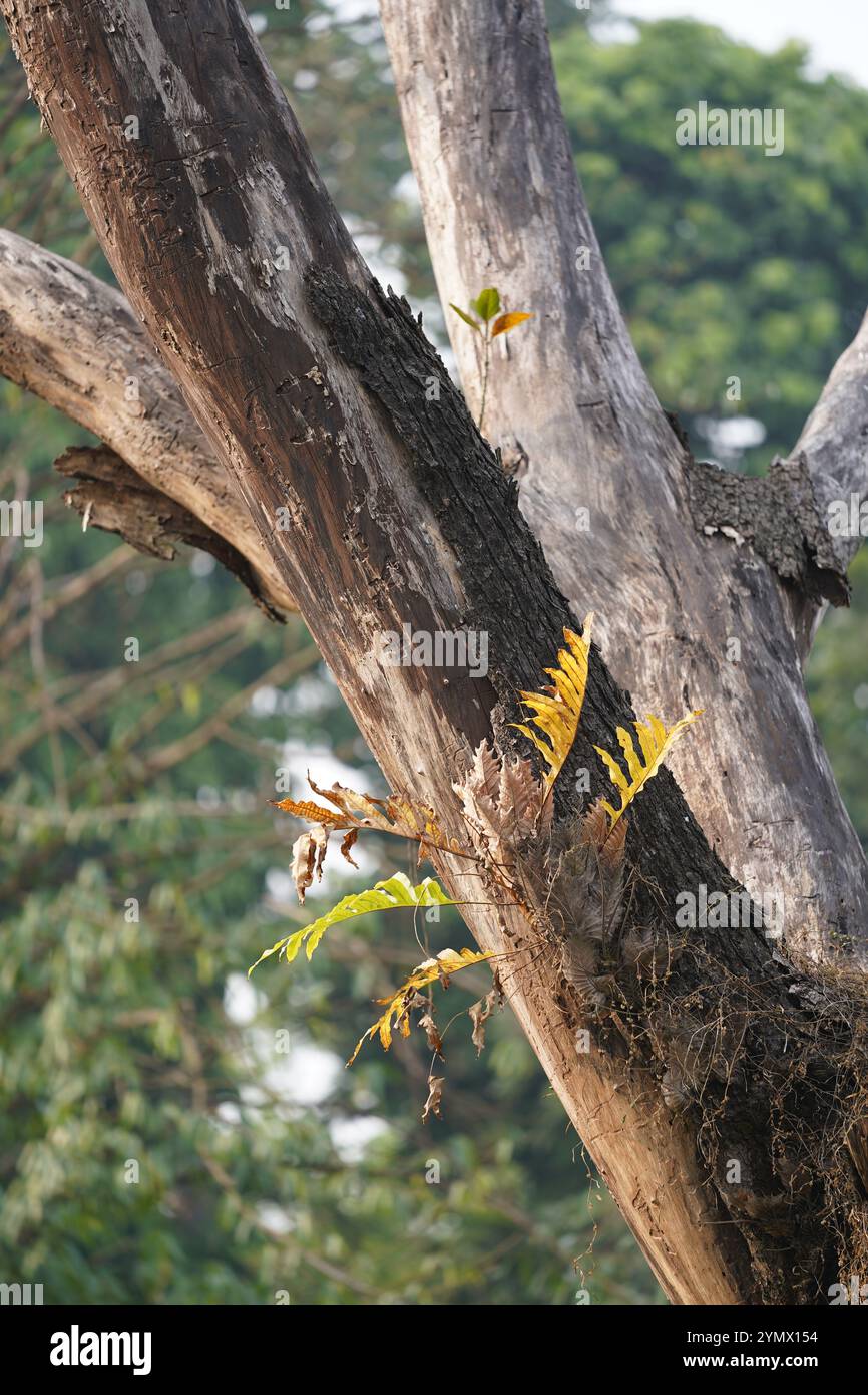 Una felce che cresce su un tronco di albero morto all'Acharya Jagadish Chandra Bose Indian Botanic Garden. Kolkata, India. Foto Stock