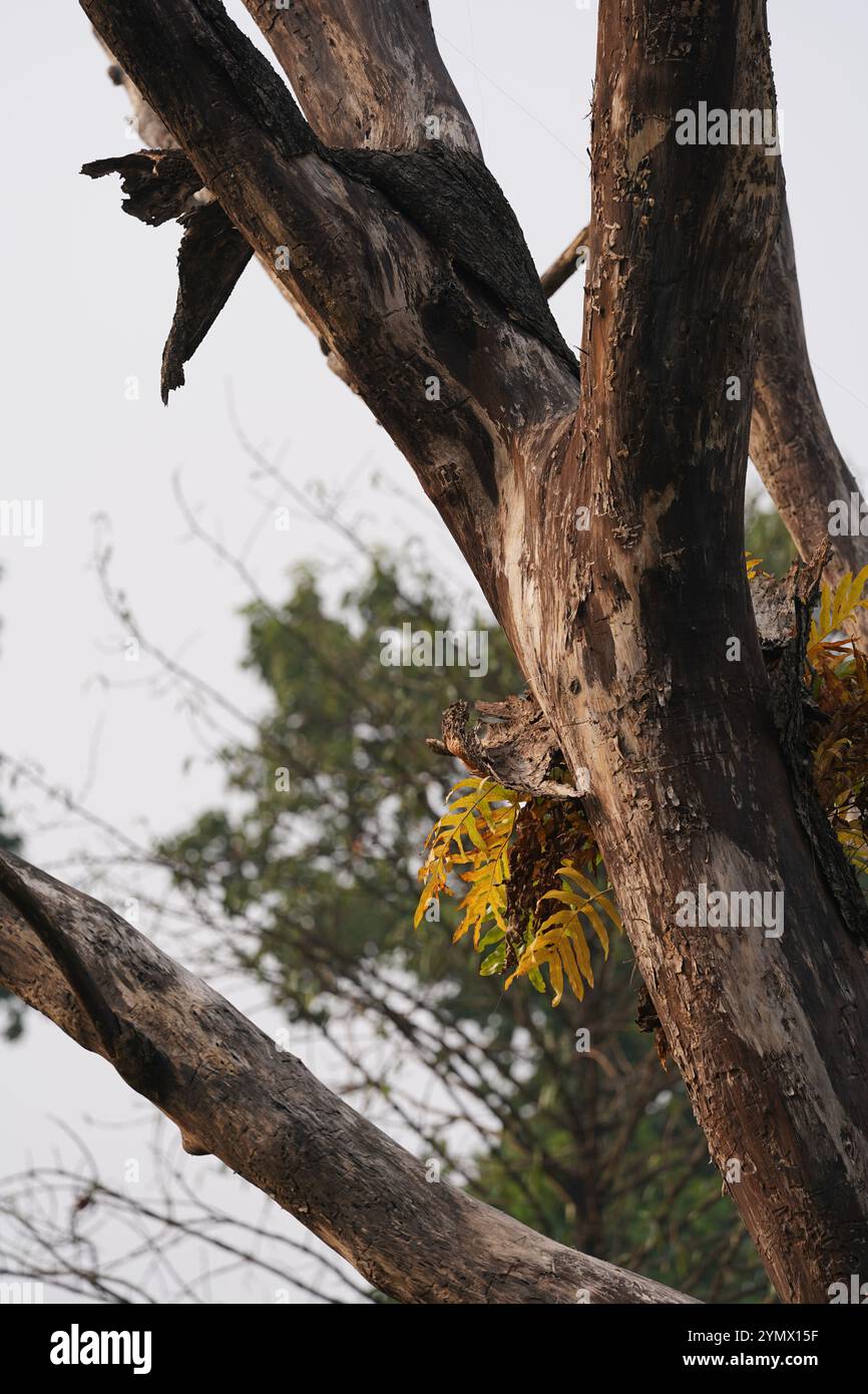 Una felce che cresce su un tronco di albero morto all'Acharya Jagadish Chandra Bose Indian Botanic Garden. Kolkata, India. Foto Stock