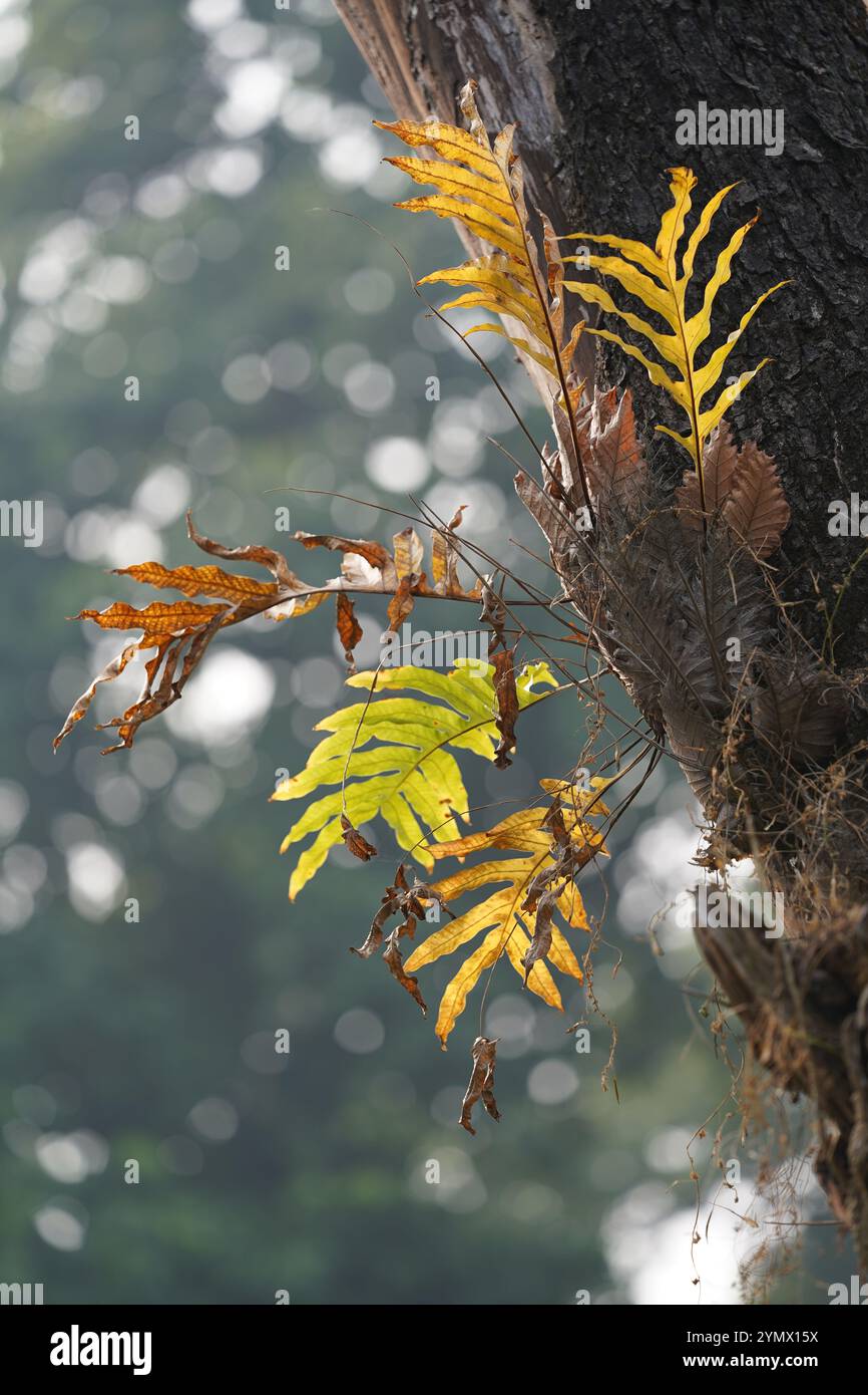 Una felce che cresce su un tronco di albero morto all'Acharya Jagadish Chandra Bose Indian Botanic Garden. Kolkata, India. Foto Stock