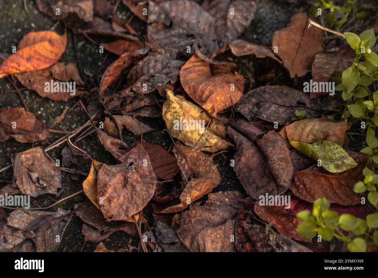 Foglie croccanti e cadute ricoprono il terreno, segnando il cambiamento delle stagioni con tonalità vivaci Foto Stock