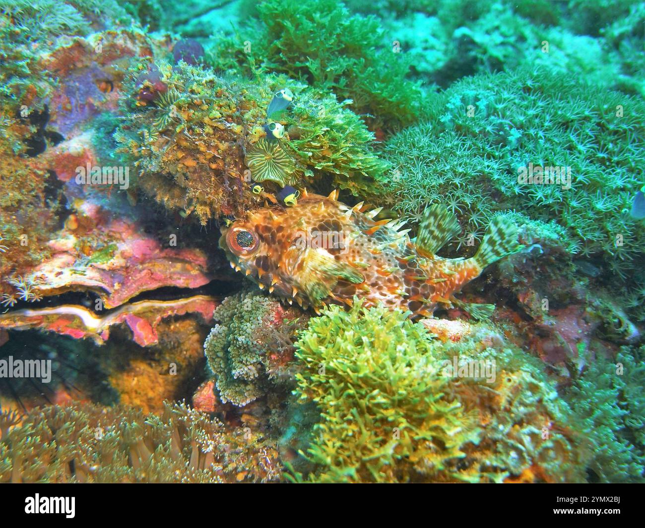 Pesce palla, Tetraodontidae Deep Sea Exploration 2025 Foto Stock